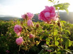 Das Rosental oder Tal der Rosen 